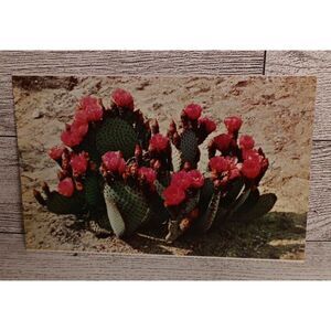 Vintage Postcard Beaver Tail Prickly Pear‎ Western Arizona Flower Ephemera